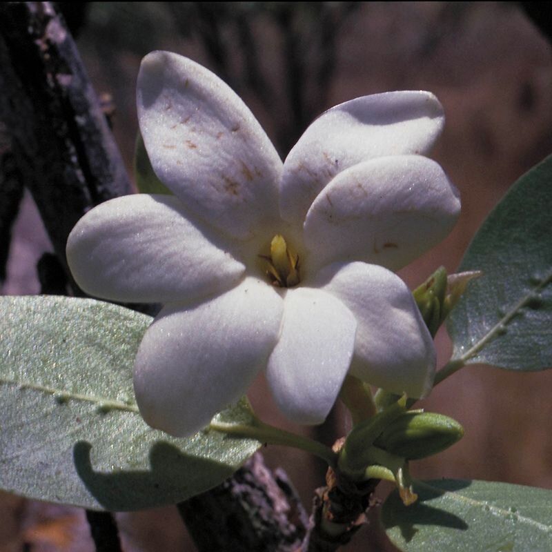 Bush Gardenia fiore australiano del rinnovato interesse verso l'altro, foto.