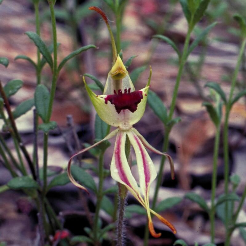 Green Spider orchid Green Spider Orchi, fiore australiano della comunicazione sottile, foto.
