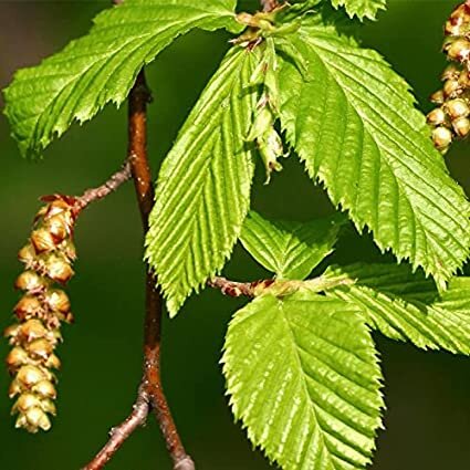 Hornbeam