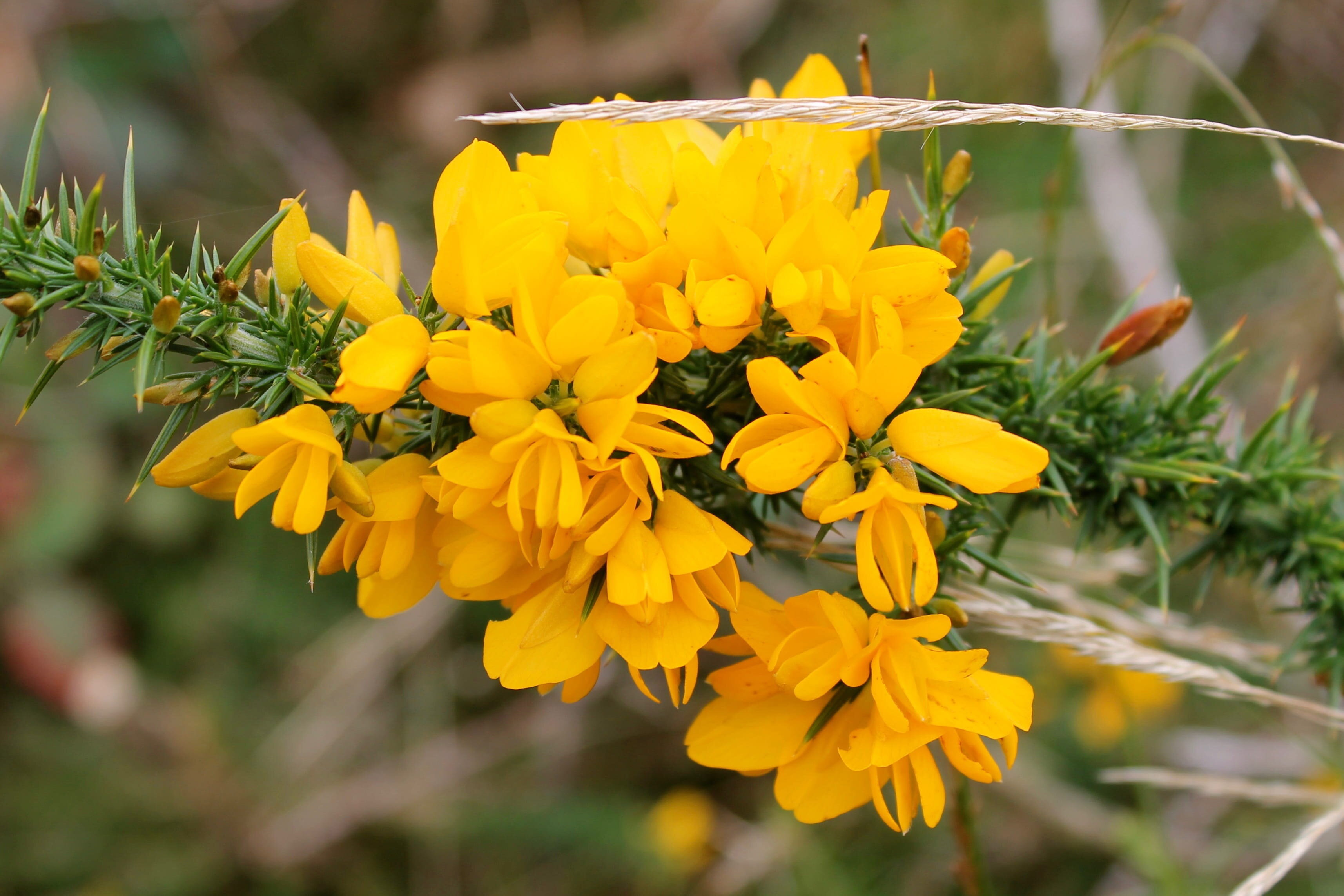 Gorse Gorse