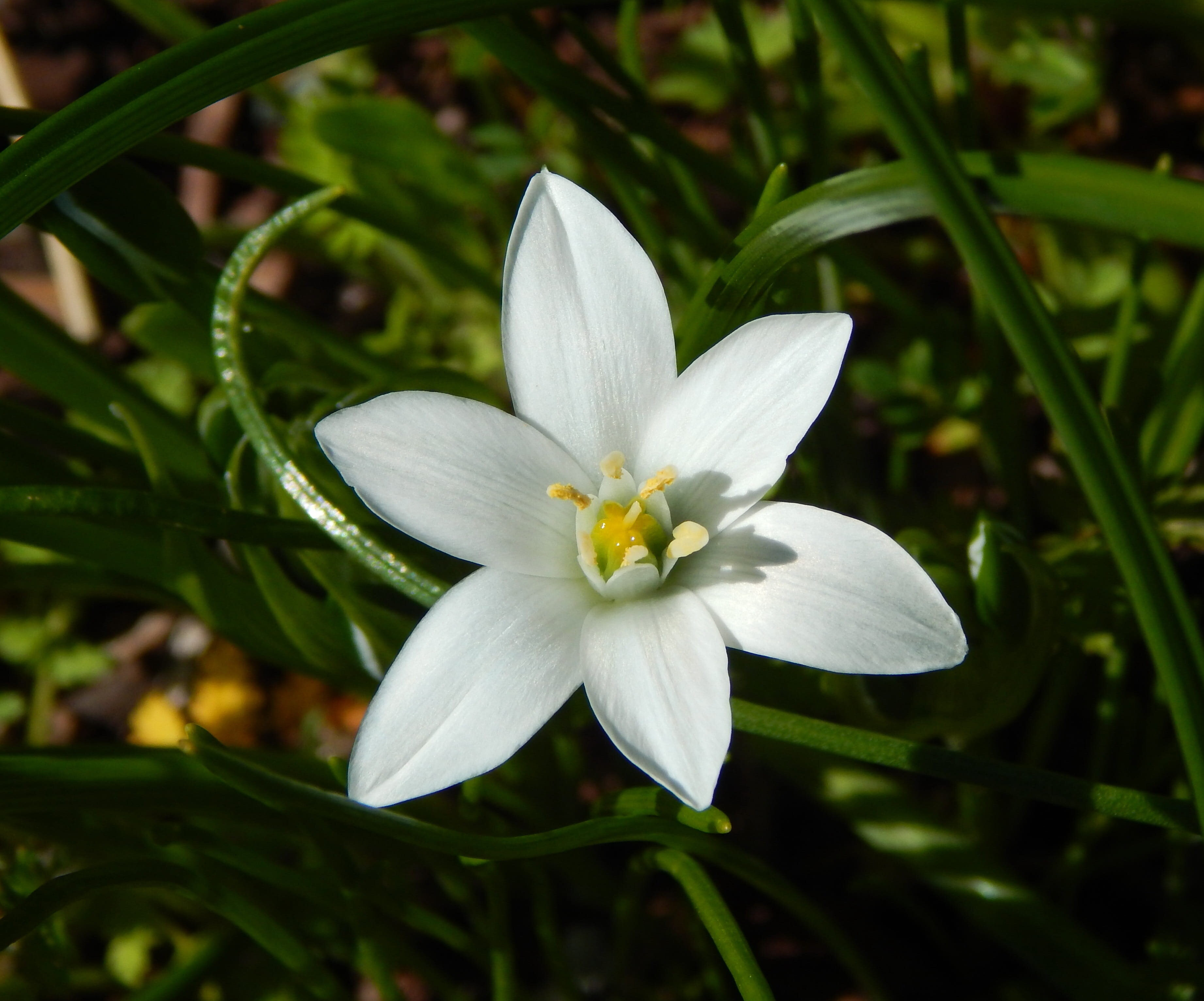 Star of Bethlehem