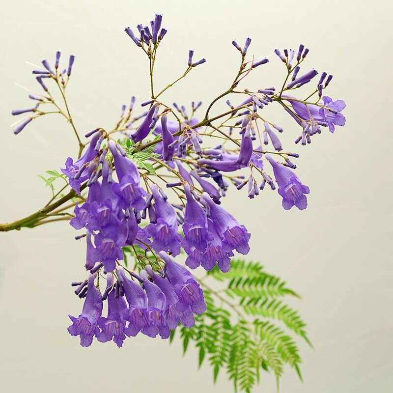 Jacaranda Jacaranda, fiore australiano dell'incertezza, foto.
