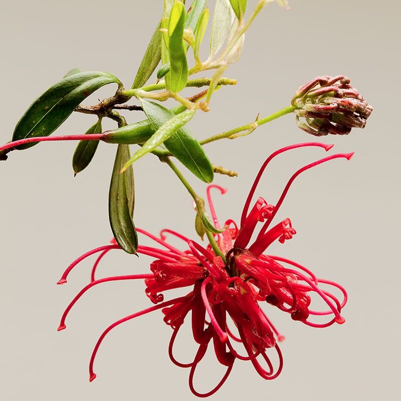 Red Grevillea Red Grevillea, fiore australiano per chi si sente intrappolato, foto.