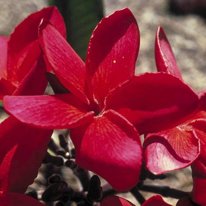 Red Suva Frangipani Red Suva Frangipani, fiore australiano per chi ha bisogno di conforto, foto.