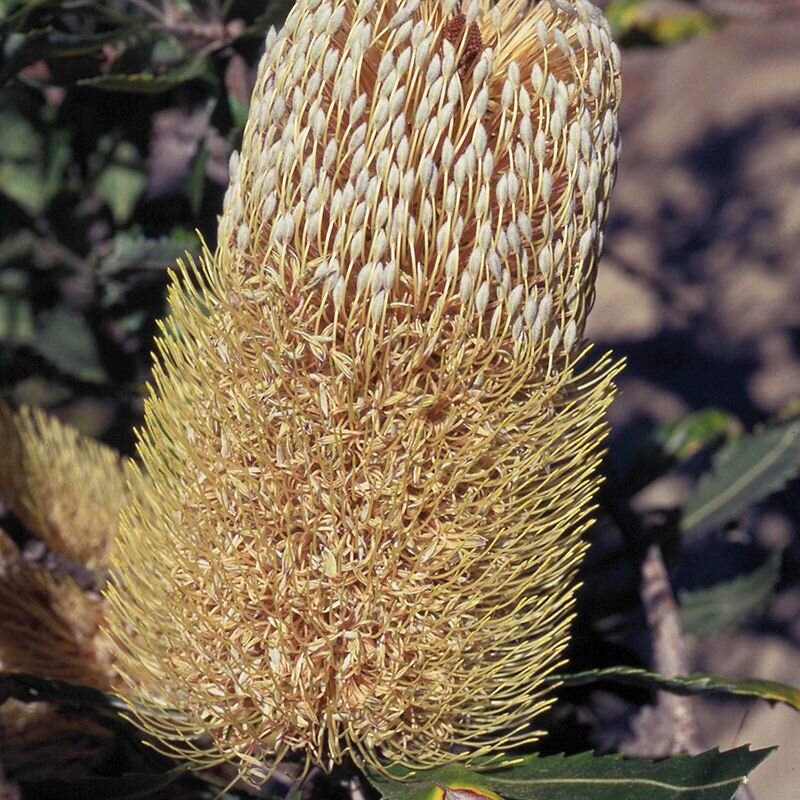 Old Man Banksia Old Man Banksia, fiore australiano per la vitalità, foto.