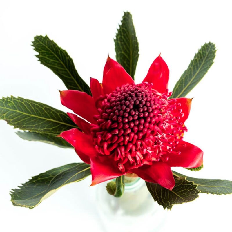 Waratah, fiore australiano che aiuta nella disperazione più profonda, foto.