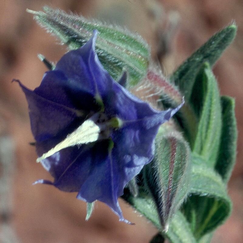 Rough Bluebell, fiore australiano per sviluppare amore incondizionato e compassionevole, foto.
