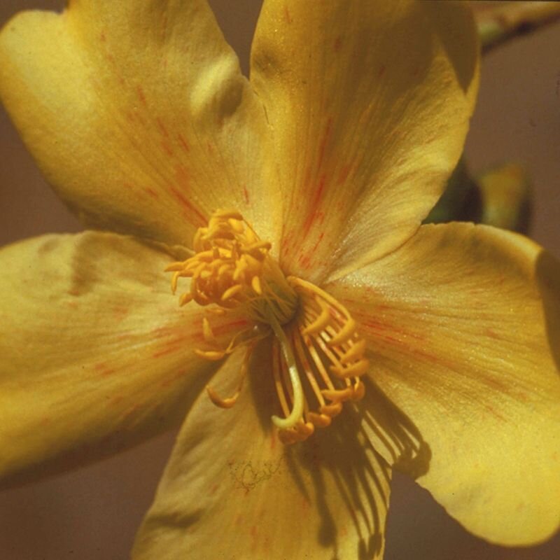 Kapok Bush, fiore australiano della perseveranza, foto.