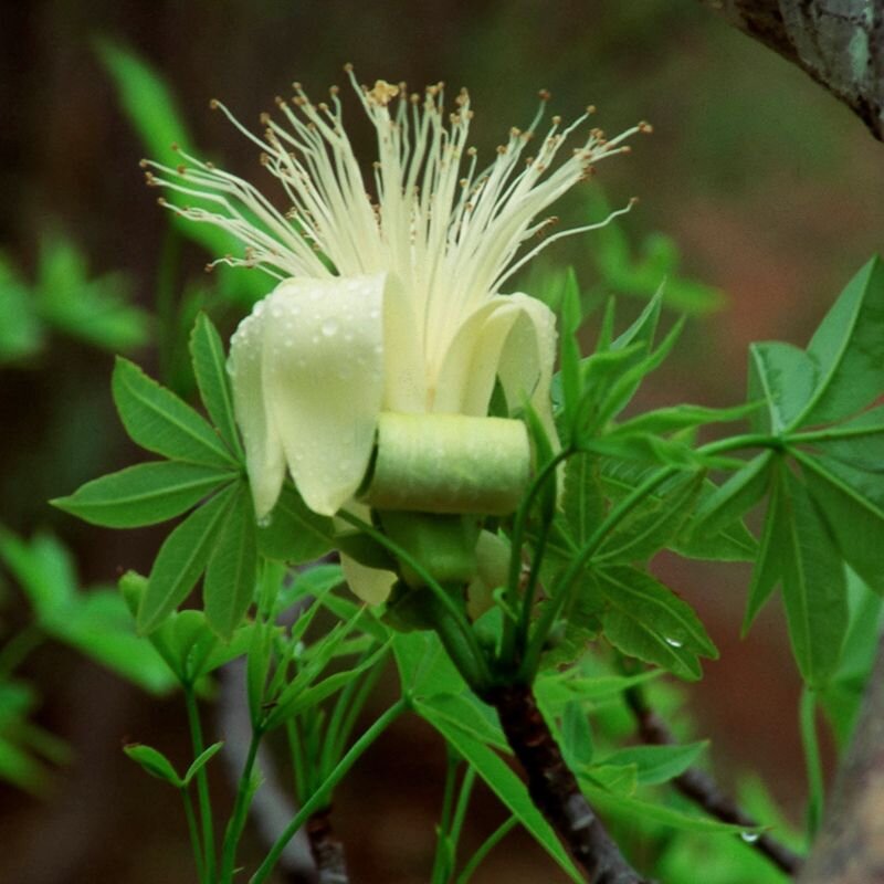 Boab, fiore australiano per liberarsi dai condizionamenti, foto.
