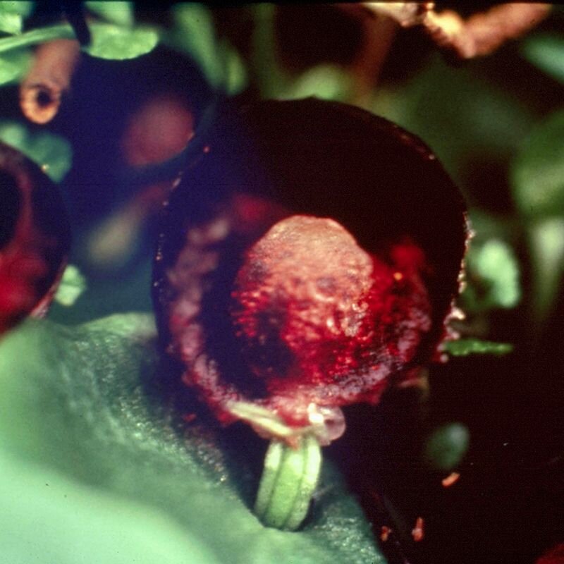 Red Helmet Orchid Red Helmet Orchid