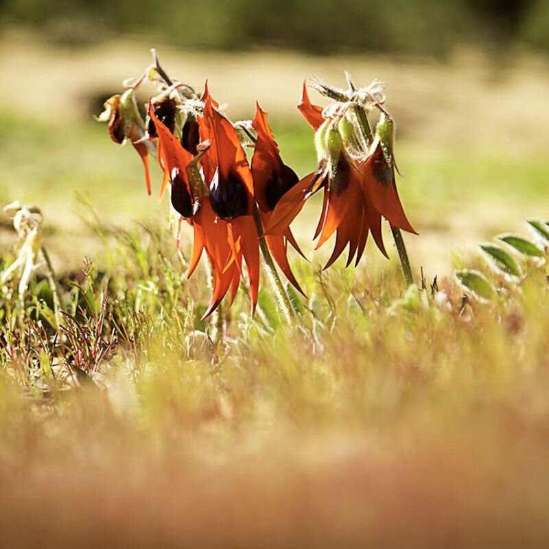 Sturt Desert Pea, fiore australiano per combattere la tristezza, foto.