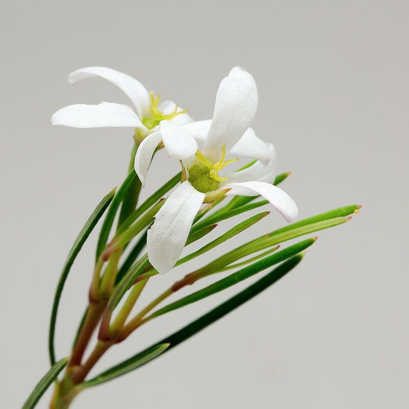 Wedding Bush, fiore australiano per sviluppare dedizione ed impegno, foto.