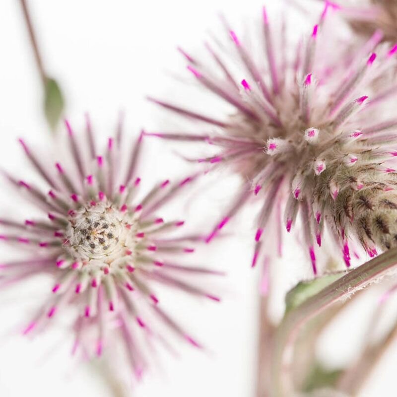 Tall Mulla Mulla, fiore australiano dell'autenticità, foto.