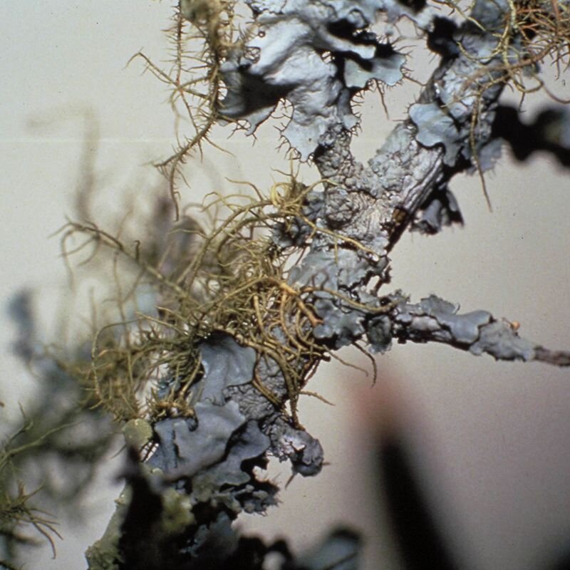 Lichen Lichen, fiore australiano per i grandi cambiamenti, foto.