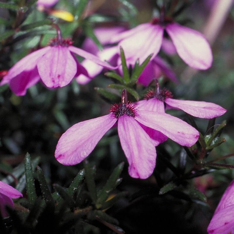 Black-eyed Susan Black-eyed Susan