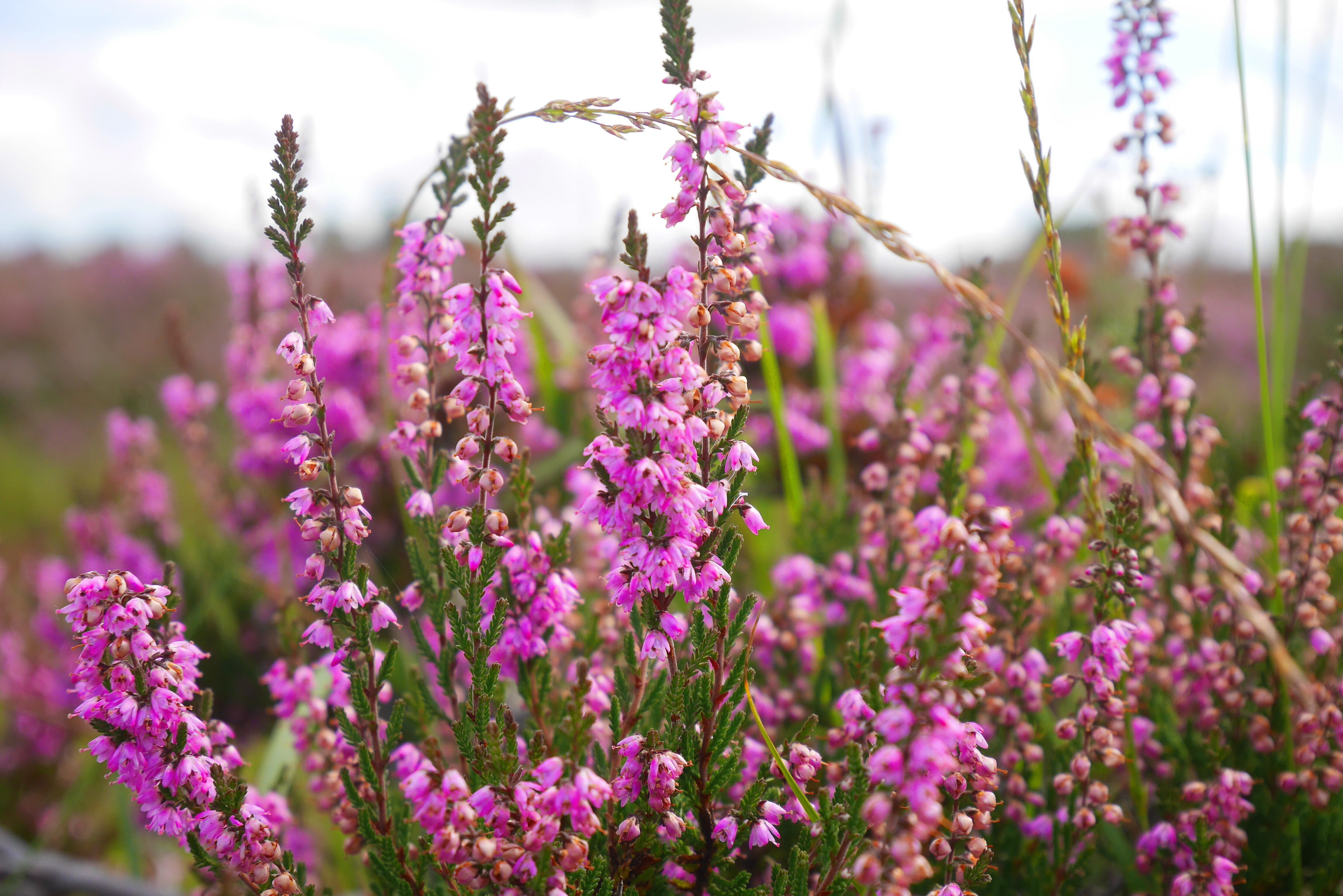 Heather Fiore di Bach Heather per sviluppare l'empatia, foto.