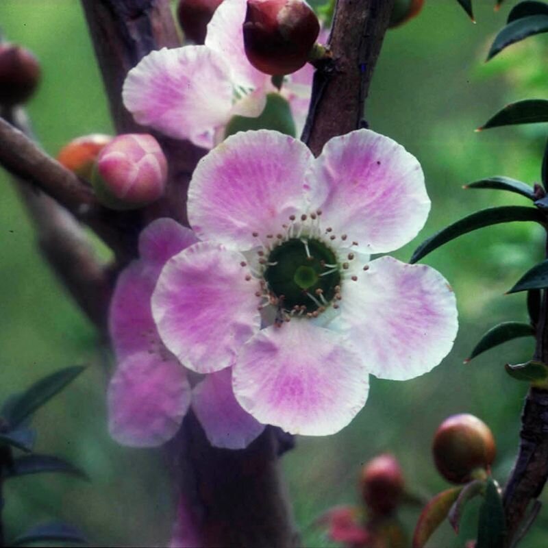 Peach-flowered-Tea-tree fiore australiano per l'equilibrio interiore, foto.