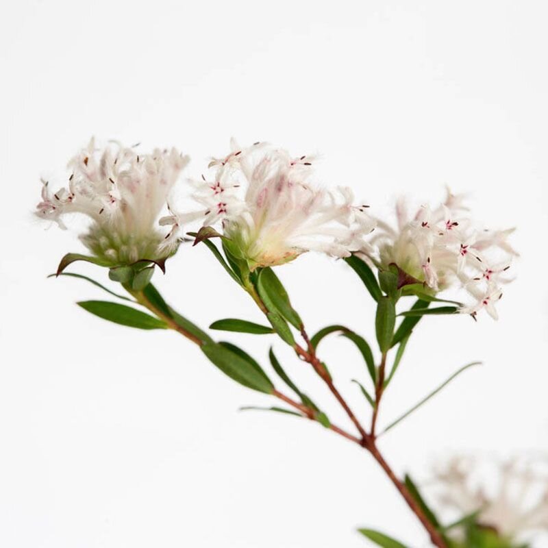 Slender Rice Flower