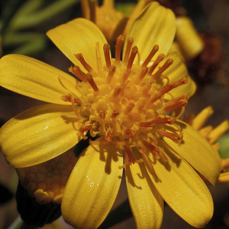 Tall Yellow Top fiore australiano per l'isolamento emozionale, foto.