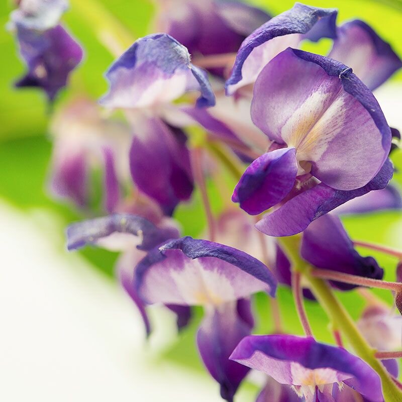 Wisteria, fiore australiano della sensualità e della sessualità, foto.