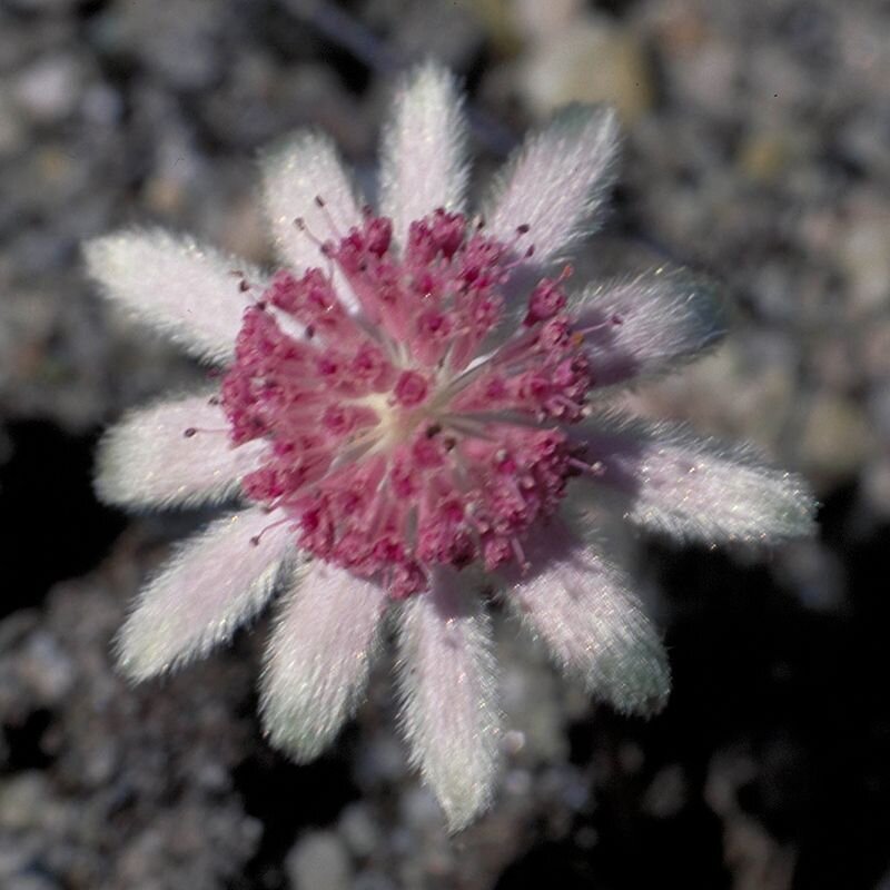 Pink Flannel Flower Pink Flannel Flower