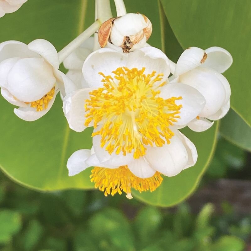 Calophyllum, fiore australiano per una sana leadership, foto.