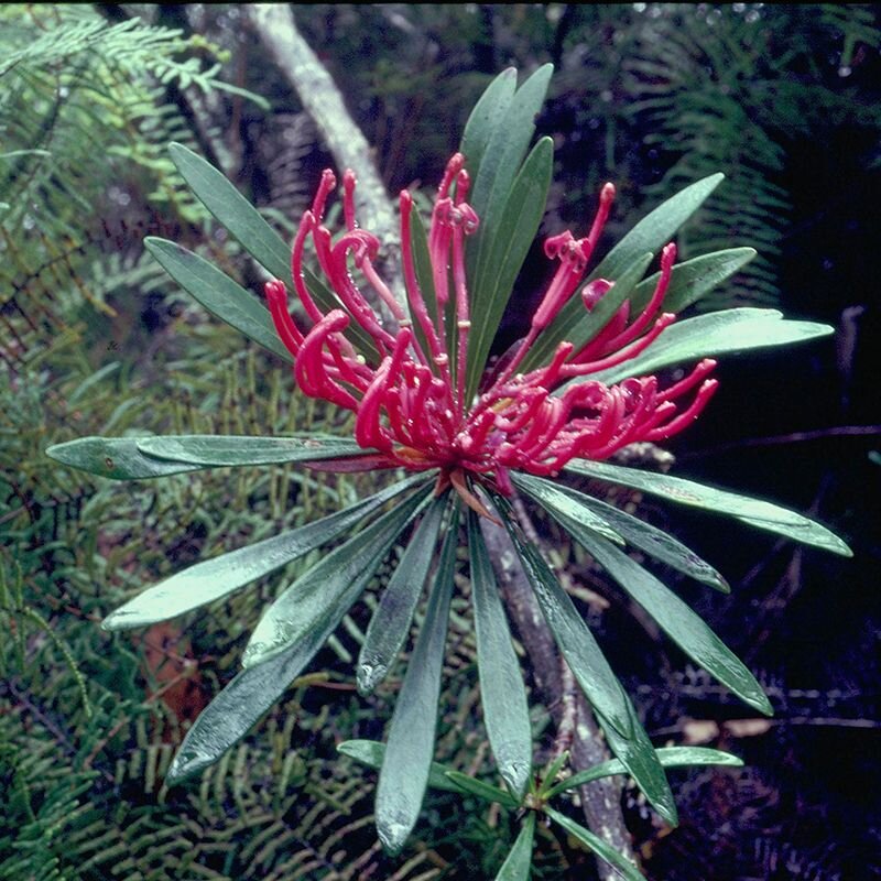 Monga Waratah, fiore australiano della libertà psicologica ed emotiva, foto.