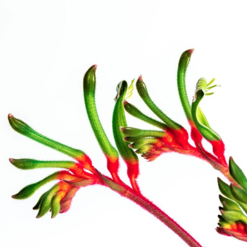 Kangaroo Paw Kangaroo Paw, fiore australiano dell'immaturità relazionale, foto.
