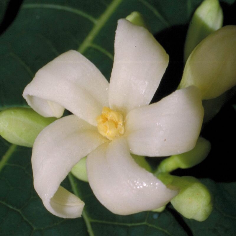 Paw Paw Paw Paw, fiore australiano dell'assimilazione, foto.