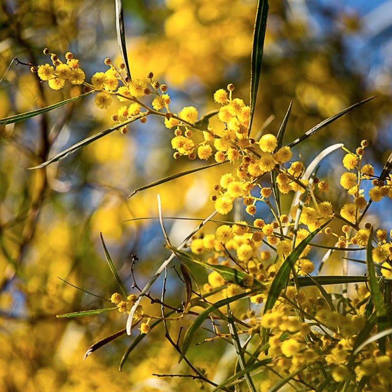 Sunshine Wattle Sunshine Wattle