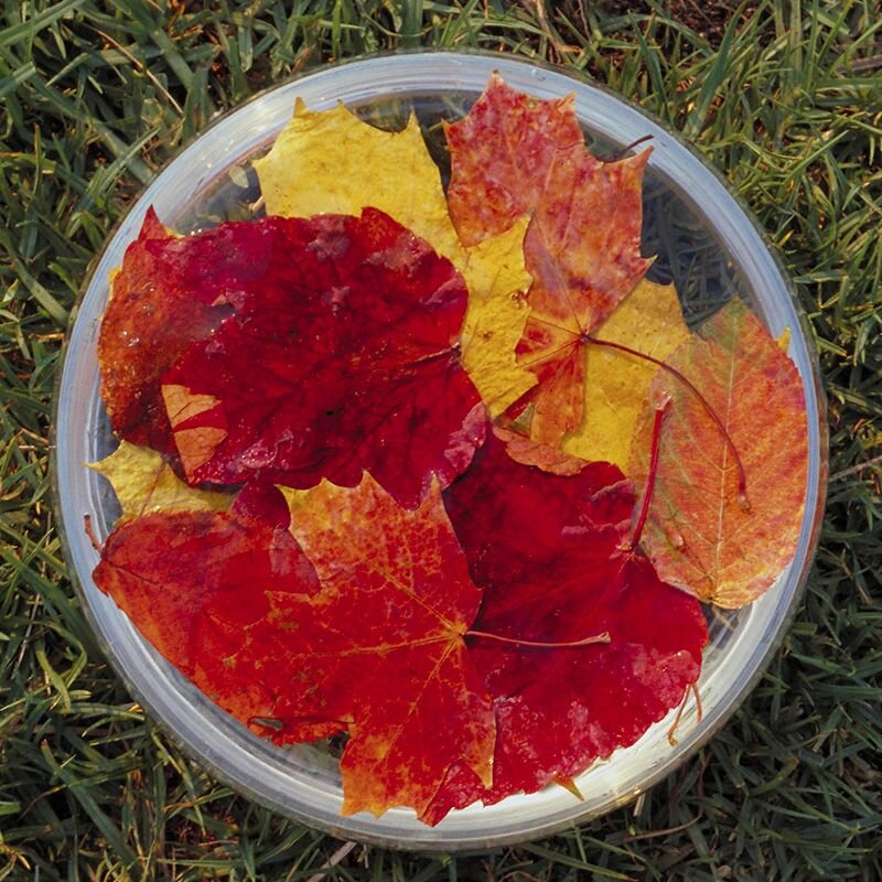 Autumn Leaves essenza australiana della trasformazione, foto.
