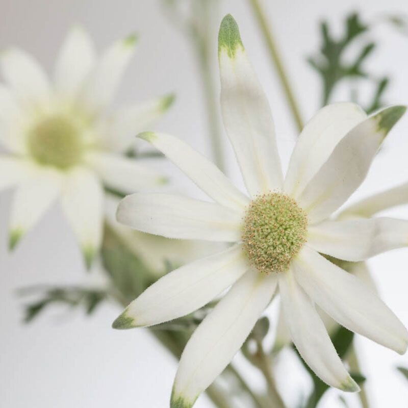 Flannel Flower, fiore australiano dell'intimità, foto.