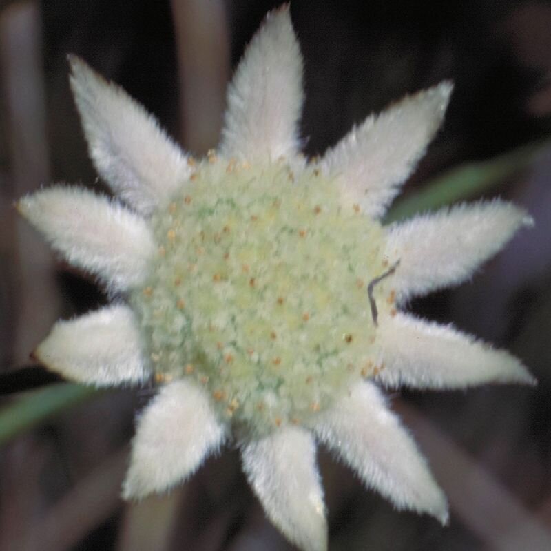 Little Flannel Flower Little flannel flower fiore australiano della leggerezza, foto.