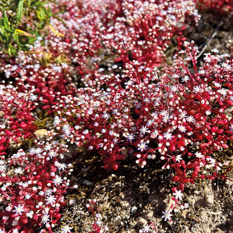 Sedum