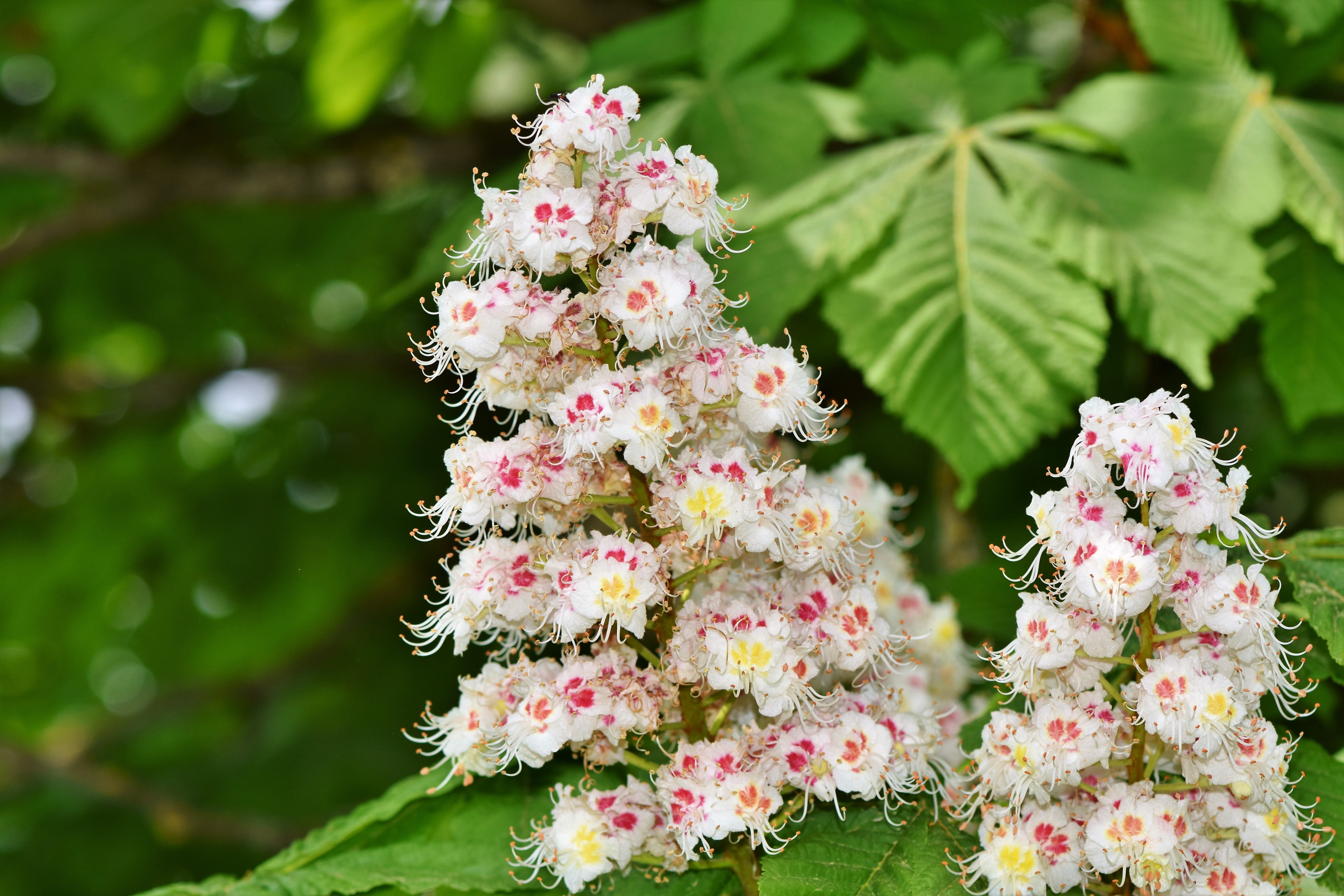 White Chestnut