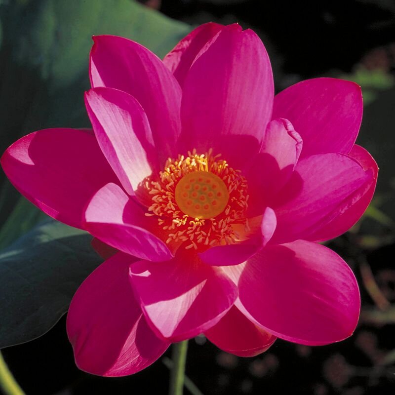 Red Lily Red Lily, fiore australiano per armonizzare piano spirituale e materiale, foto.