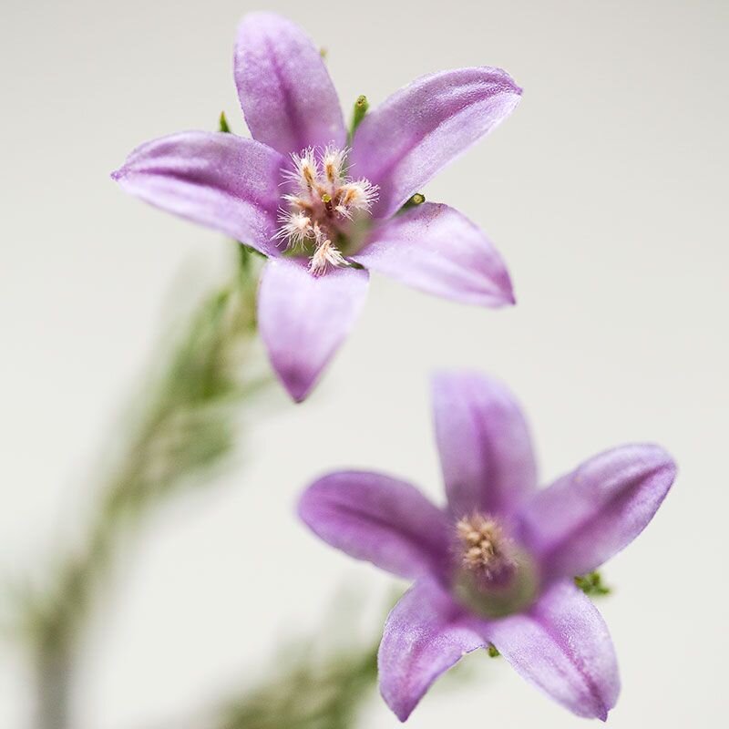 Philotheca Philotheca