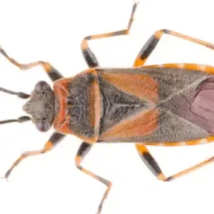 cimice-dellolmo2.webp