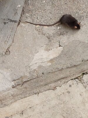 ratto-high.jpeg ratto-high.jpeg