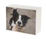 urna-pet-serie-vicino