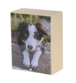 urna-pet-serie-vicino