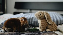 petstore_image-2 petstore_image-2