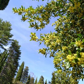 Primavera