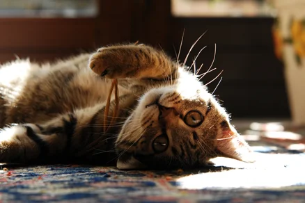 Pet Sitting Gatti Lecco Pet Sitting Gatti Lecco