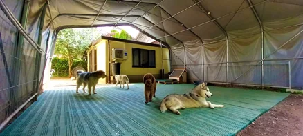 Asilo Diurno Cani Calolziocorte Lecco Asilo Diurno Cani Calolziocorte Lecco