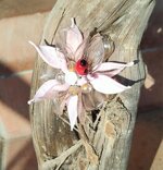 spilla-alba-veneziana