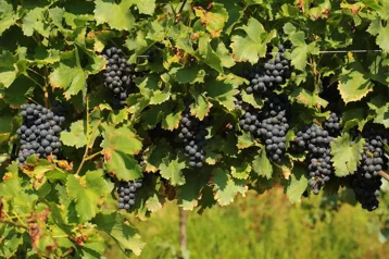 9f5b2e35-6bda-4aa6-a776-149de2fa58e0