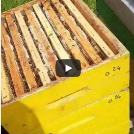 Controllo Melario Controlliamo se le api stanno producendo miele