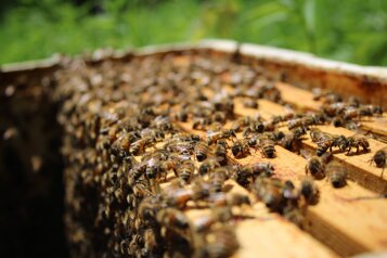 c244dd47-e9af-4679-bad7-cc85a17a7d70 c244dd47-e9af-4679-bad7-cc85a17a7d70