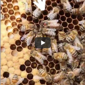 La Regina Vediamo assieme come è fatta una regina